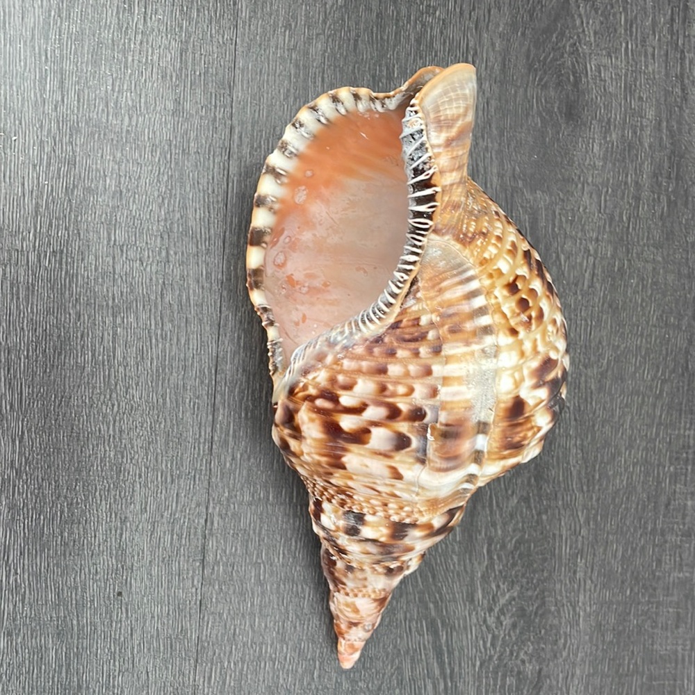 natural sea shell